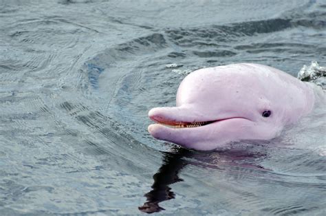 When Did The Amazon River Dolphin Become Endangered - Printable ...