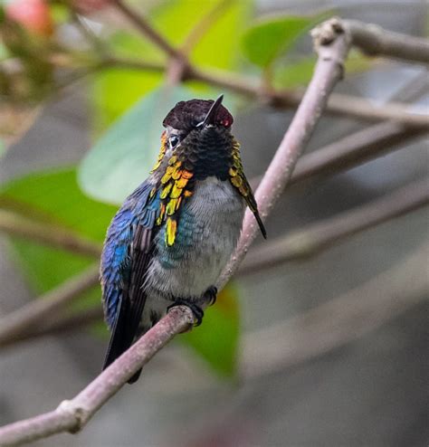 The Bee Hummingbird: A Rare Cuban Jewel - Owen Deutsch Photography