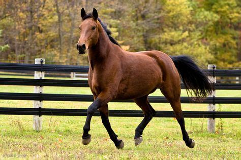 16 Best Animals: Rare British Horse Breeds images | Horse breeds, Animals, Horses