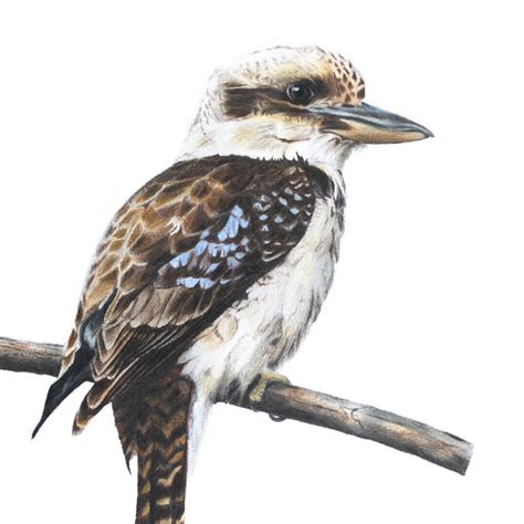 Laughing Kookaburra - Fine Art Print - Australian Wildlife Art by ...