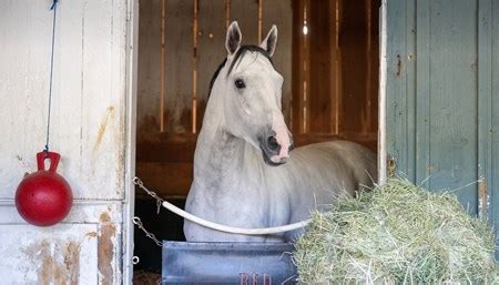 White Abarrio - Horse Profile - BloodHorse