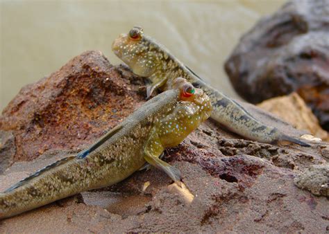 Mudskipper photos and wallpapers. Nice Mudskipper pictures