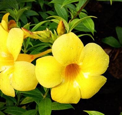 Yellow Bell Flower Seedling