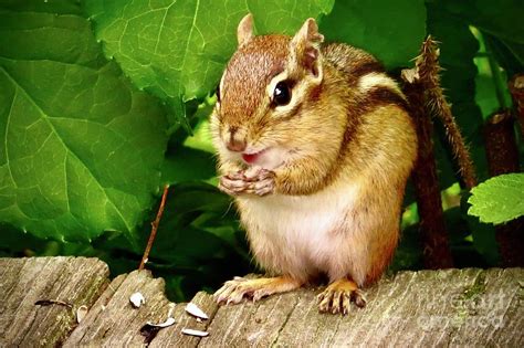 Chipmunk eating sunflower seeds Photograph by Maureen Rose | Fine Art America