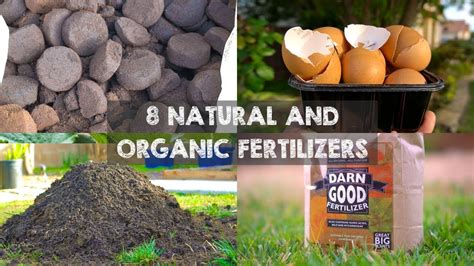 Organic Fertilizer