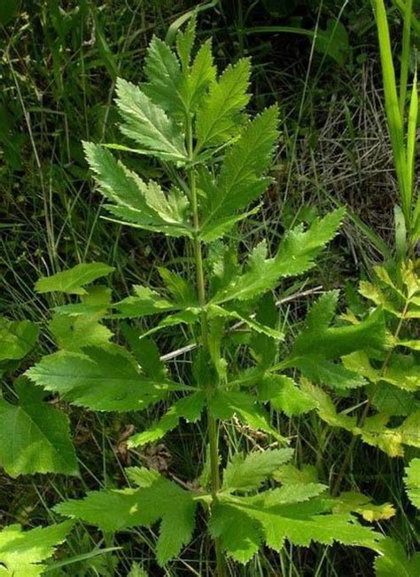 Wild Parsnip: An Edible Root with Poisonous Sap - - The Adirondack Almanack