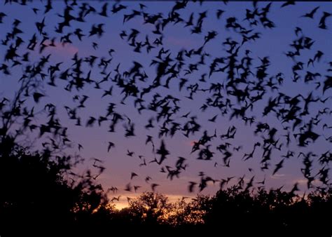 bats flying at night - | Bat, Creatures of the night, Bat flying