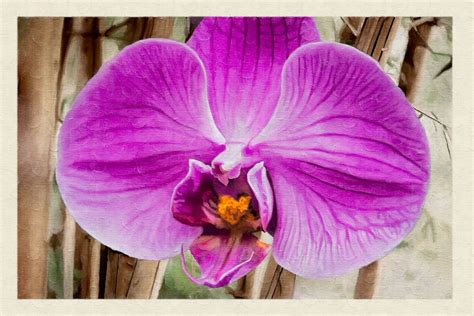 Bamboo-Purple Orchid – Asiancoop.com