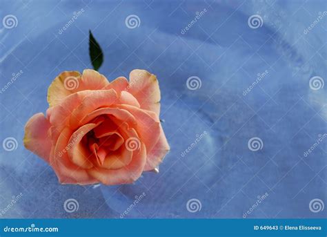 Pink rose in water stock image. Image of details, petals - 649643