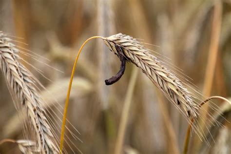 Ergot Alkaloids: Uses, Side Effects, and Dosage