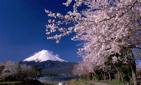 เที่ยวญี่ปุ่น ดอทคอม | เทศกาลชมซากุระ Fujikawaguchiko Cherry Blossom Festival กลางเมษา