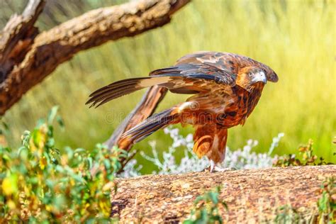 Wedge-tailed Eagle Australia Stock Photo - Image of prey, bird: 170033774