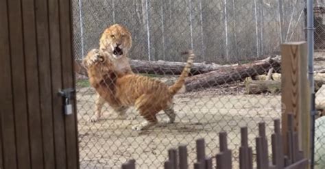 Liger vs tigon: a terrifying clash of the massive, mythical hybrids of lions and tigers - Sharedots