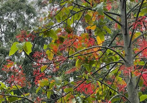 Illawarra Flame Tree (Brachychiton Acerifolius): The Complete Guide - Garden Knocks