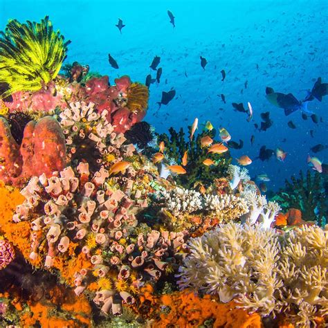 Separate coral reef bureau needed to preserve PH reefs – expert