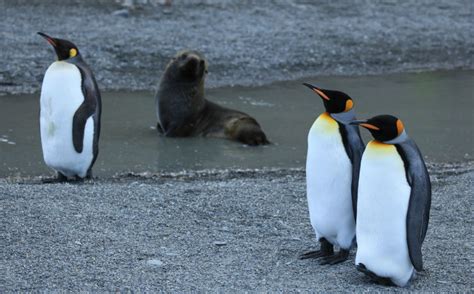 Fur seals sexually assault king penguins | Science | AAAS