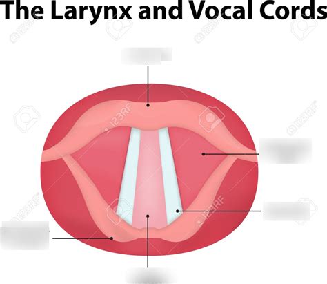 Vocal Cords Diagram | Quizlet