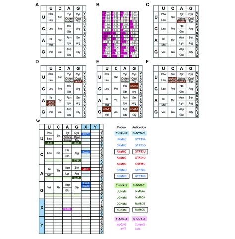 | Examples of expanded genetic codon tables (A) The original genetic... | Download Scientific ...