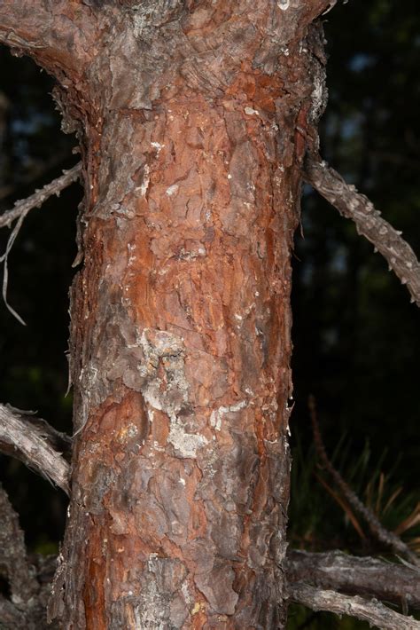 Pinus rigida (Pitch pine)