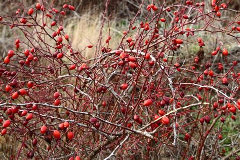 Premium Photo | A tree with red berries