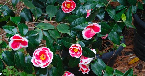 Camellias for Sale | Evergreen Flowering Shrubs - PlantingTree