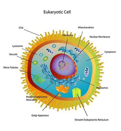 Eukaryotic Cells (All You Need to Know!) - Education site