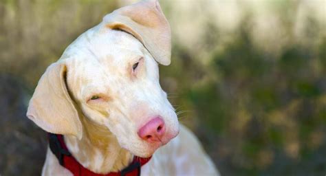 The Albino Dog - A Curious and Rare Color Type