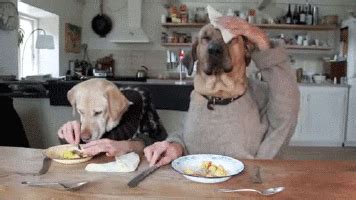 dog eating gifs | WiffleGif