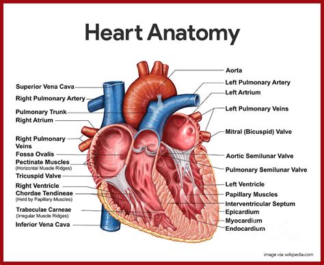 Heart Anatomy | Desktop Wallpapers