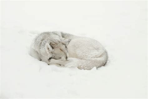 30+ Siberian Husky Sleeping In The Snow Stock Photos, Pictures ...