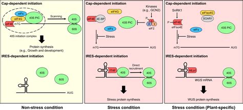 Frontiers | Plant translational reprogramming for stress resilience