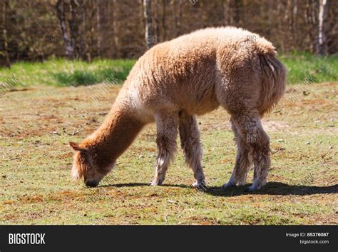 Alpaca (vicugna Pacos) Image & Photo (Free Trial) | Bigstock