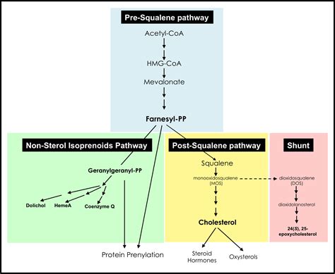 The Mevalonate Pathway in Alzheimer’s Disease — Cholesterol and Non ...