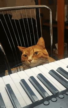 Cat Playing Piano GIFs | Tenor