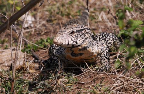 Pantanal – Reptiles