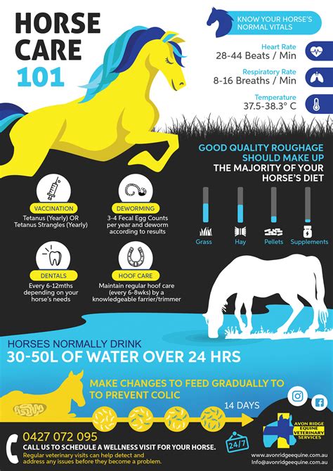 INFOGRAPHIC : HORSE CARE 101 – Avon Ridge Equine Veterinary Services