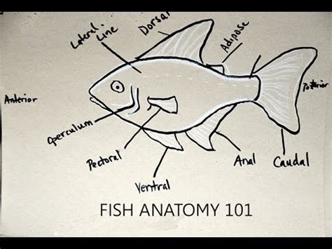 Fish Fin Anatomy 101 - YouTube