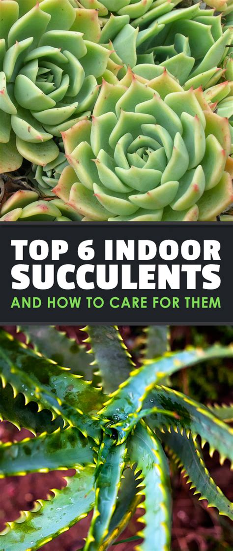 Top 6 Indoor Succulents and How to Care For Them