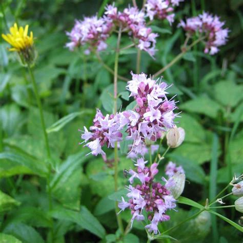 Oregano | Origanum vulgare | Buy Herb Plants