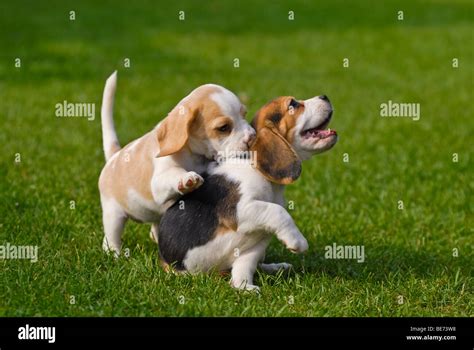 Two Beagle puppies playing Stock Photo - Alamy