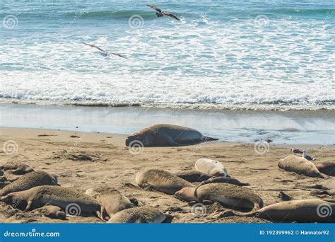 Elephant Seals on the Beach, Mating Season. Stock Photo - Image of ocea, beach: 192399962