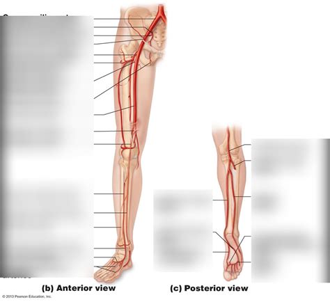 Major arteries of the lower limb Diagram | Quizlet