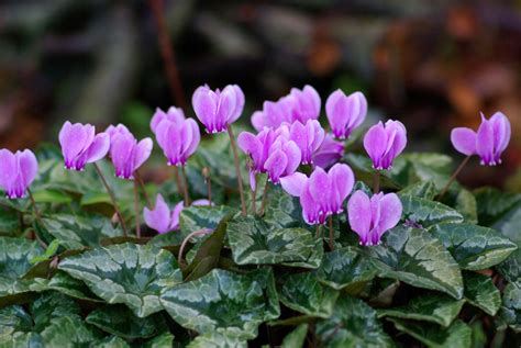 Cyclamen hederifolium Pink | Wychwood Tasmania