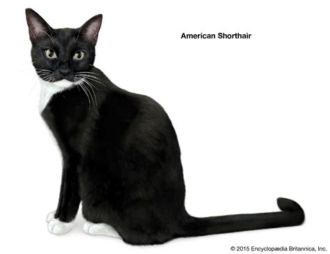 British Shorthair Black And White Cat Breeds - Alcateri