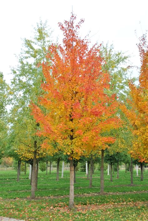 Acer saccharum | Sugar maple, Rock maple - Van den Berk Nurseries