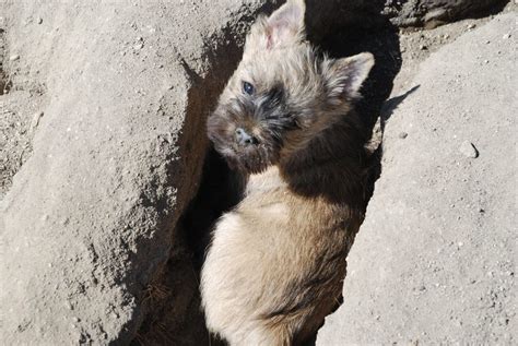 Training and General Behaviour of Cairn Terrier