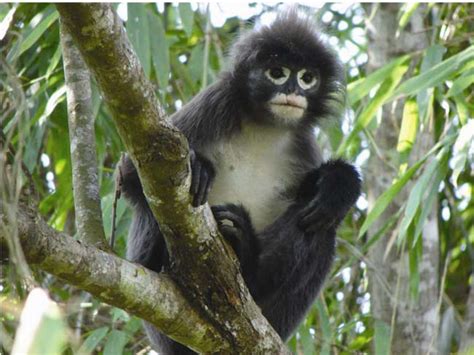 Phayre's leaf monkey (Trachypithecus phayrei ) in the bamboo dominated... | Download Scientific ...