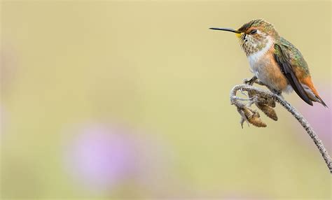 Allen's Hummingbird | Audubon Field Guide