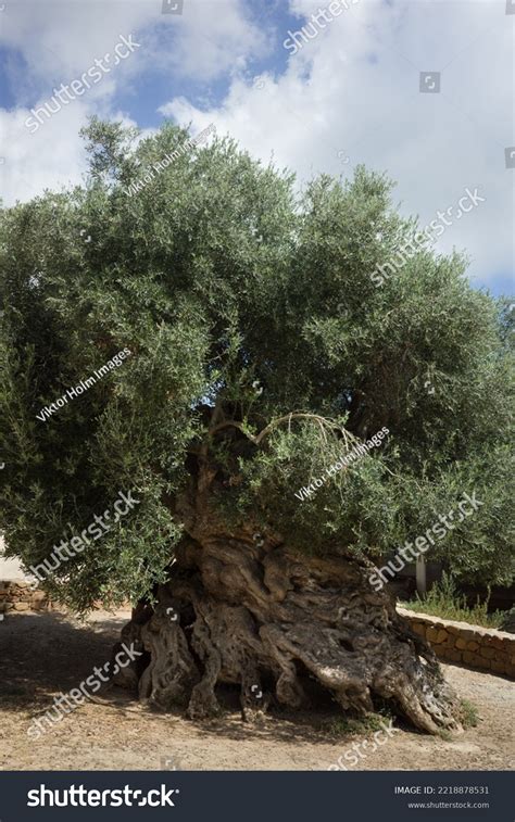 Worlds Oldest Olive Tree Crete Greece Stock Photo 2218878531 | Shutterstock