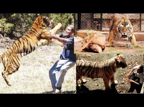 Tiger attack on human - Horrifying videos😨 - YouTube